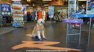 Become a part of our vip family and you'll. Look Good Walking Your Dog Roadrunnersports R Gear Golden Woofs