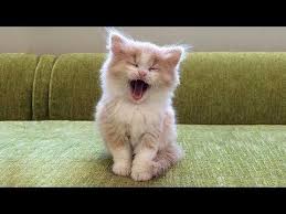 Lustige Tiere Lustige Videos Zum Totlachen 17 Youtube Funny Animals Baby Cats Cute Cat Gif