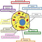 Biologycorner | biologycorner provides fesources for biology and anatomy students and teachers. The Anatomy Of A Synapse Animal Cells Worksheet Plant Cell Plant And Animal Cells