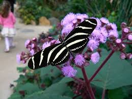 File Butterfly World Blooms Garden Centre North Wiltshire A Zebra Longwing Found Mostly In South America Garden Center Bulb Flowers Summer Bulbs
