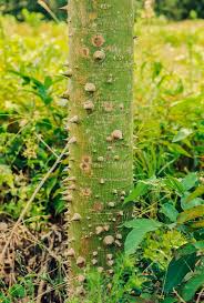 Image result for Mayaca baumii