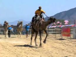 Virginia city visitor center resimleri. Virginia City Camel Races Youtube