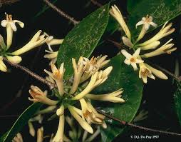 Image result for Thymelaeaceae