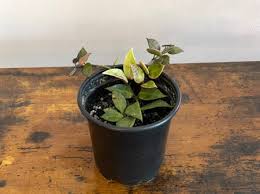 Image result for Begonia lacunosa