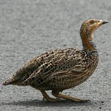 Image result for Sclerochiton vogelii