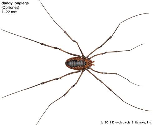 Daddy Longlegs