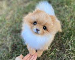 Pin On Pet