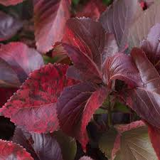 Image result for Acalypha paucifolia
