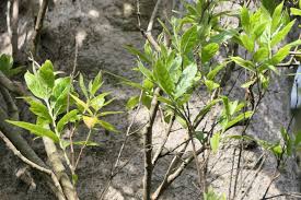 Image result for Combretum erythrophyllum