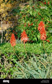 Image result for Aloe pienaarii