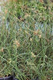 Image result for Juncus