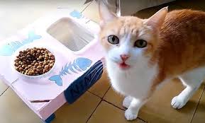 When your cat turns up its nose at its food, it's not always typical cat behavior. Should My Cat S Food Bowl Be Raised Benefits Of Raised Cat Feeders