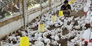 Ahh, jangan bicara tentang menu ayam kampung saja ya, karena pasti perut jadi keroncongan, dan dompet pun isinya akan segera melayang karena berniat untuk membeli menu ayam kampung ini. Industri Peternakan Ayam Potong Broiler Rakyat Kian Memprihatinkan Suara Peternakan