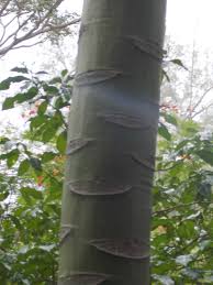 Image result for Schizolobium parahyba