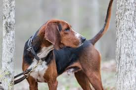 Discover design inspiration from a variety of living rooms, including color, decor and storage options. Ukc Coonhounds Kalamazoo Michigan Pet Service Business Service Facebook