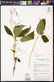 Image result for Impatiens mildbraedii