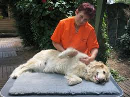 Le Massage Canin Un Art Qui Apporte Du Bien Etre Aux Chiens Comportement Canin Chien Canin