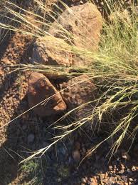 Image result for Aristida transvaalensis