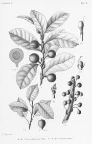 Image result for Ficus tremula