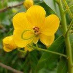 Image result for Senna petersiana