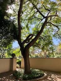 Image result for Tipuana