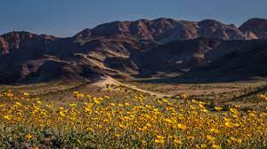 Looks like it's going to be a good year! Will There Be A 2020 Super Bloom In Death Valley Great Basin School Of Photographygreat Basin School Of Photography