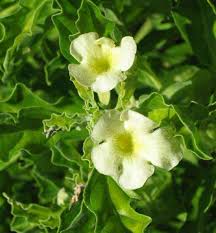 Image result for Pterodiscus elliottii