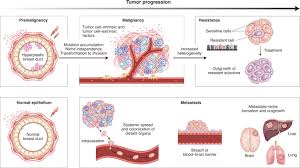 Neoplasms which invade and/or metastasise are malignant neoplasms (often called cancers in ordinary language). Characterizing The Ecological And Evolutionary Dynamics Of Cancer Nature Genetics