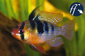 Der bolivianischen schmetterlingsbuntbarsch ist sehr bunt und sorgt daher in jedem aquarium für einen hingucker. Seit Seiner Ersteinfuhr Ist Der Schmetterlingsbuntbarsch Nicht Mehr Aus Den Aquarien Verschwunden Obwohl Es Wahrhaft Pflegeleichtere Fische Gibt Und Ein Anfanger In Sachen Aquaristik Mit Den Pflegeanspruchen Der Art Oft Uberfordert Ist
