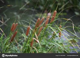 Image result for Typhaceae