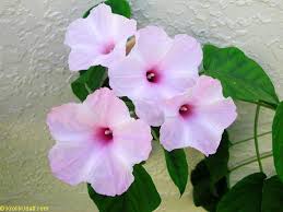 Image result for Ipomoea carnea