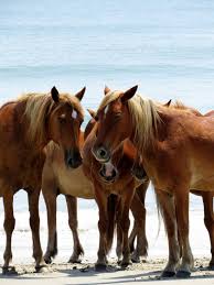 John taggart, an associate professor emeritus who teaches environmental science at the university of north carolina at wilmington, said five wild horses. Wild Horses Of Corolla Wild On The Beach Wildlife At The Etsy