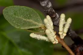 Image result for Tapinanthus