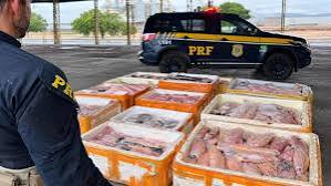 PRF apreende mais de 1 tonelada de pescado irregular em embalagens improprias e sem refrigera&ccedil;&atilde;o adequada &bull; Olhar Direto