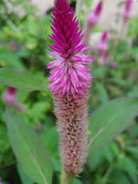 Image result for Celosia argentea