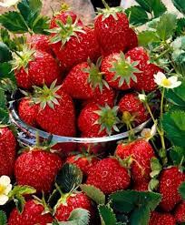 Vindem stoloni de capsuni, soiul red gauntlet, soi cu o foarte buna productivitate si rezistenta la boli si frig. Stoloni Capsuni Elsanta Regina Talisman 50 50gratis La Ghiveci Mica Publicitate