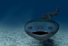 Image result for Perotis patens