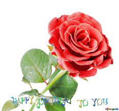 Download free image rose flower birthday card design template in hd wallpaper size 1920px. Download Free Picture Red Beautiful Rose Flower Happy Birthday On Cc By License Free Image Stock Torange Biz Fx 207565