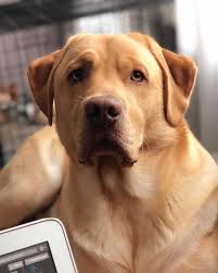 Dogs, however, have an incredible sense of smell and this enables them to pick up on cancer smells very early on, even at stage 0. Handsome Labrador Via Flynn The Dudley Labrador On Instagram Animal Lover Quotes Labrador Labrador Funny