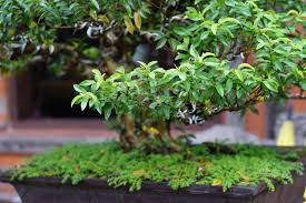 Best dwarf trees zone 5. 15 Dwarf Trees For Use In Landscaping