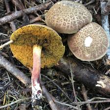 Image result for Xerocomellus diffractus