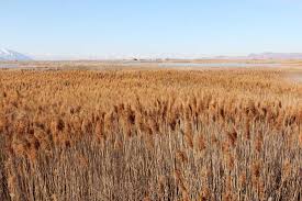 Image result for Phragmites