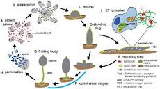 The Dictyostelium discoideum life cycle includes multicellular ...
