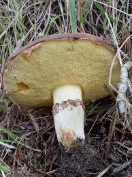 Image result for Suillus subaureus