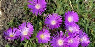 Image result for Delosperma tradescantioides