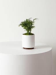 We did not find results for: Small Parlor Palm With Mid Century Pot Potted Plant Shipped By Leon George
