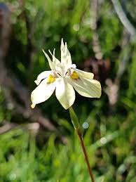 Image result for Moraea clavata