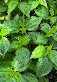 Image result for Pilea angolensis
