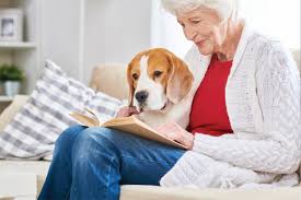 Online emotional support animal letters for housing and travel. Is There An Epidemic Of Emotional Support Animals Counseling Today