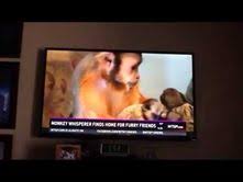 Kompilasi video lucu anak kecil. 19 Monkey Ideas Baby Animals Cute Animals Monkey